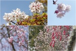 2021年奈良公園桜.jpg