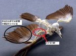鳥からのピッチングイメージ.jpg